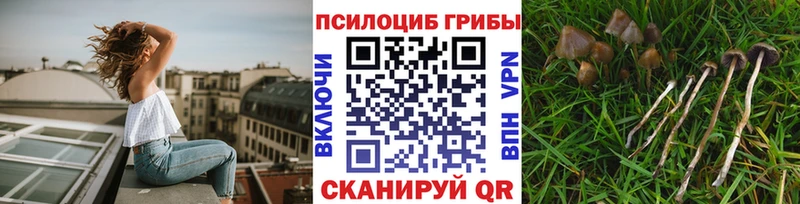 MEGA вход  Назрань  Галлюциногенные грибы Cubensis 